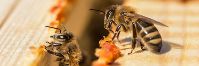 Včely nám nedávajú len med, ale aj propolis. Poznáte jeho účinky?